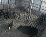 Barn Cam - Cattle