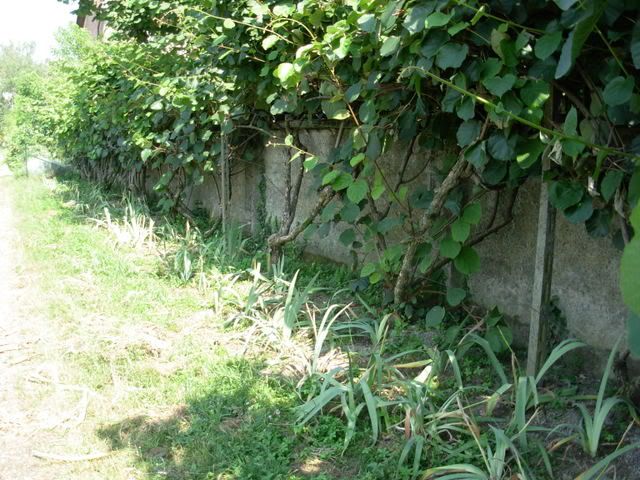 001-1.jpg
