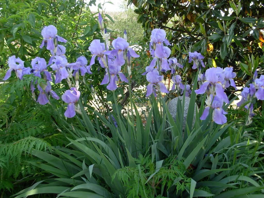 giardino12maggio002.jpg