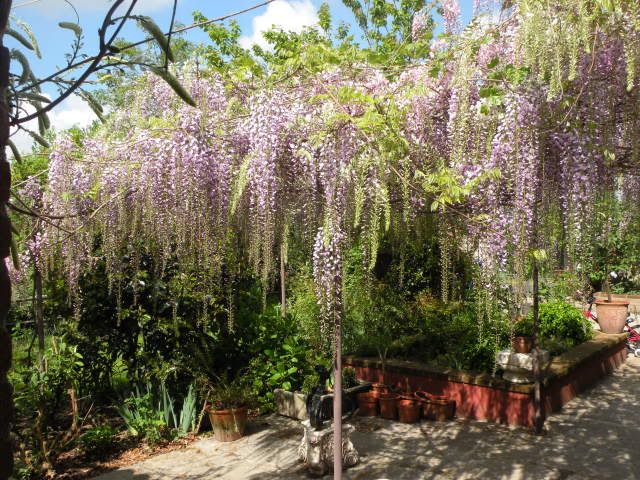 giardinoaprile2009004.jpg