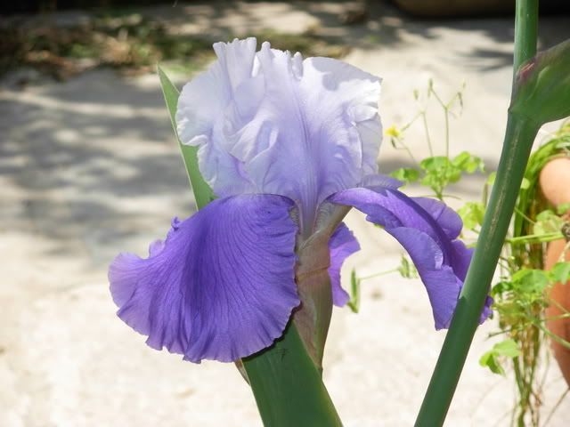 giardinomaggio2008026.jpg