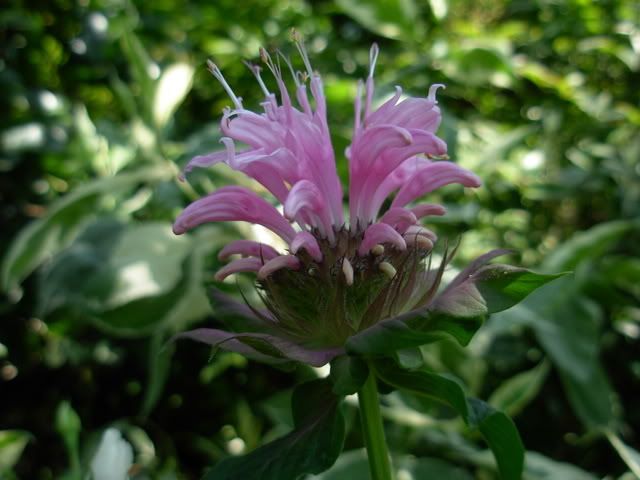 malvonimonarda003-1.jpg