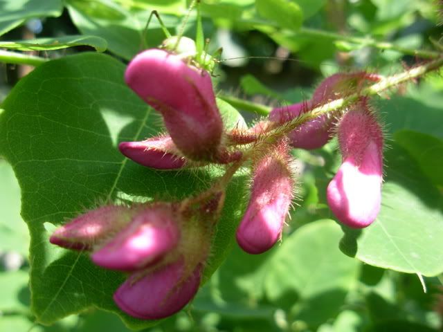 malvonimonarda007.jpg
