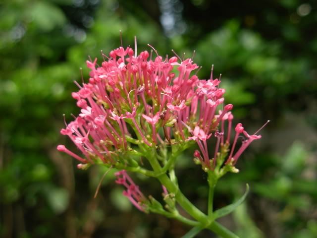perenniluglio2008002.jpg