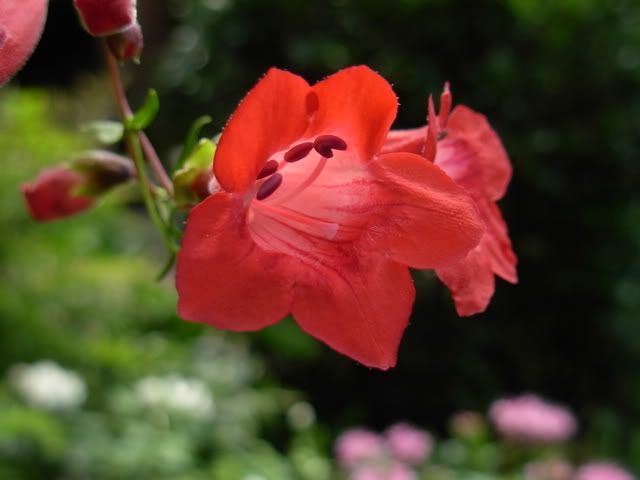 perenniluglio2008004.jpg