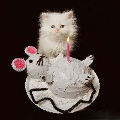 funny cake Pictures, Images and Photos