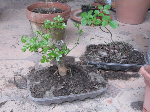 ROSSANA722.jpg
