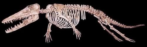 JPG_LENS_we_ambulocetus-skeleton.jpg