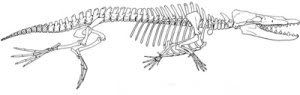 JPG_LENS_we_rodhocetus-skeleton.jpg