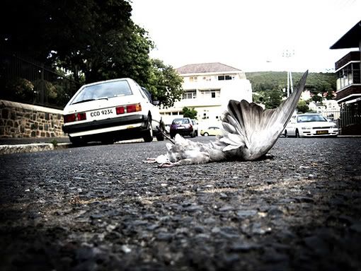 Pigeon_in_road