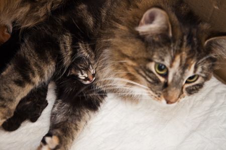 kittensgeboorte-1.jpg