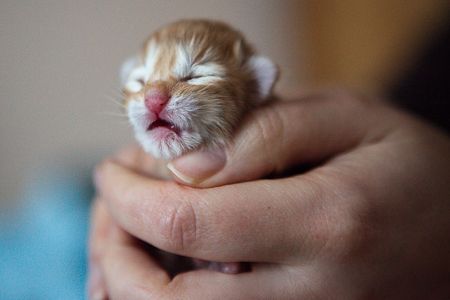 kittensgeboorte-10.jpg
