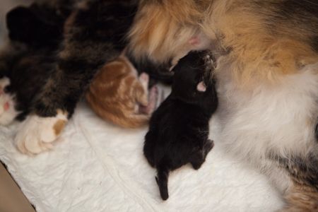 kittensgeboorte-2-1.jpg