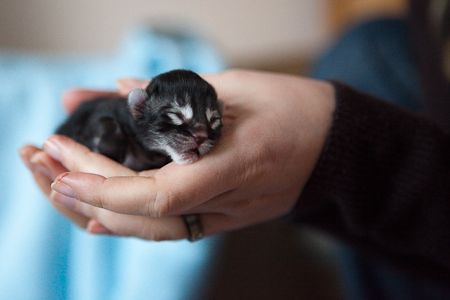 kittensgeboorte-3-1.jpg