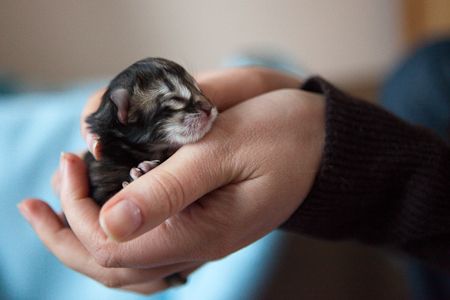 kittensgeboorte-4-1.jpg