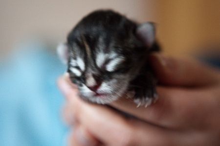 kittensgeboorte-5-1.jpg