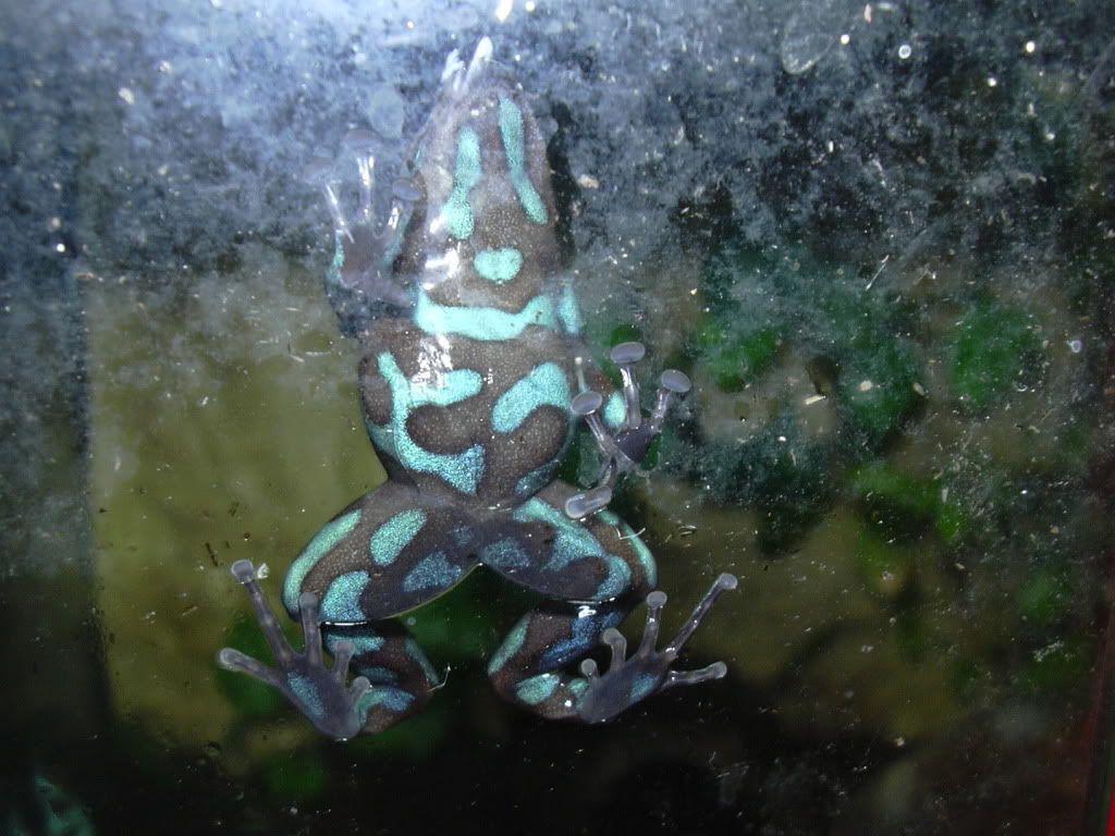 Why do frogs climb on wet glass? Dendroboard