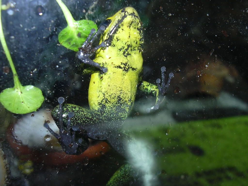 Why do frogs climb on wet glass? Dendroboard