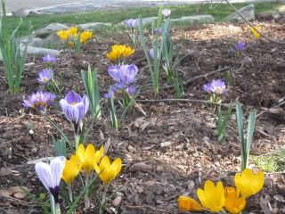 Crocuses