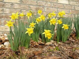 Daffodils in our yard