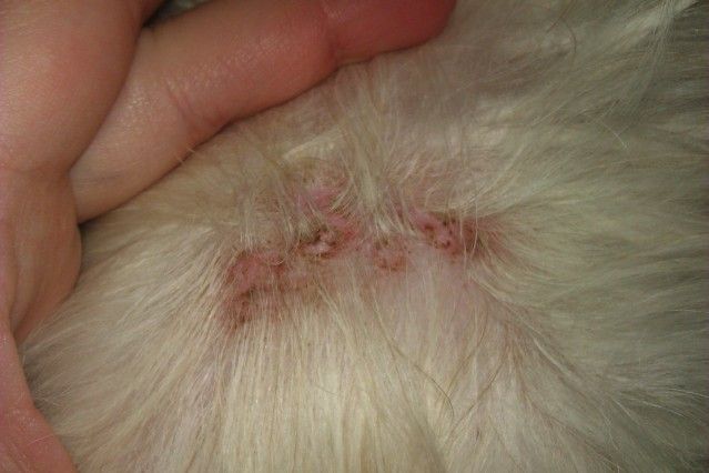 Orijen dog food&hellip;&hellip;. Dog Foods, Treats, and Feeding