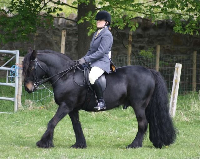 Brown Fell Pony