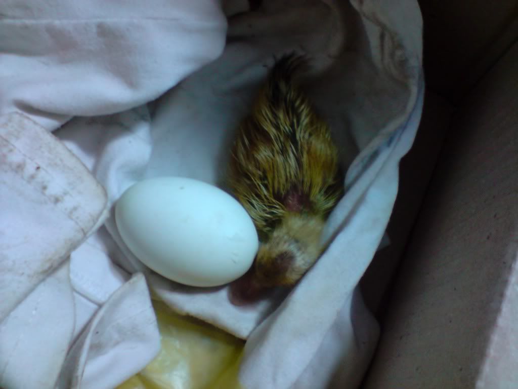 Anh em có ai mún nuôi vịt con nhỏ xinh không?? - 2