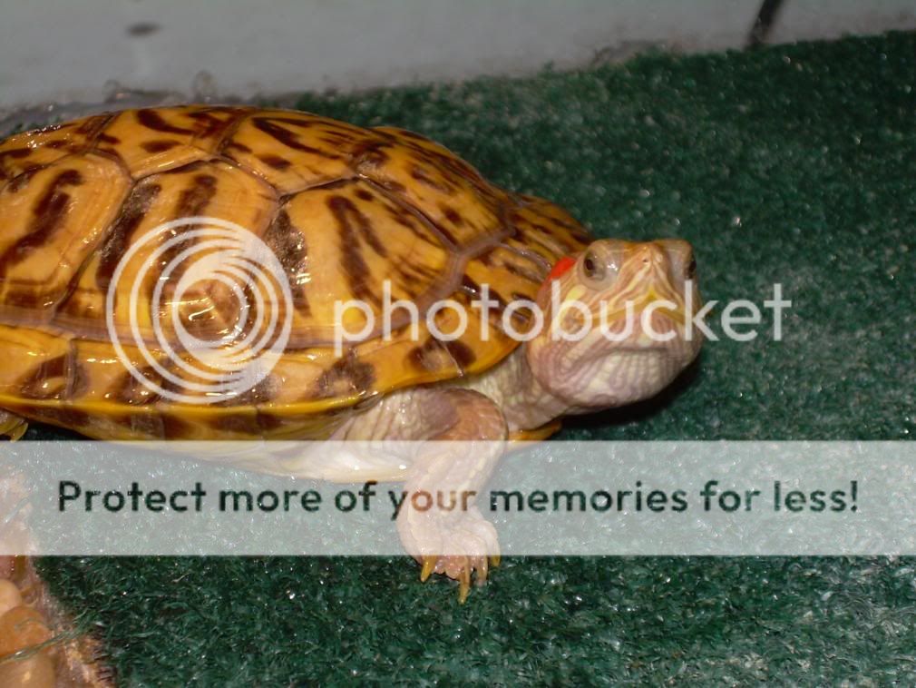 Red Eared Slider Morph - Big Pond - Turtle Forum