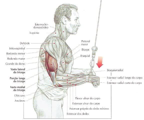 triceps.jpg