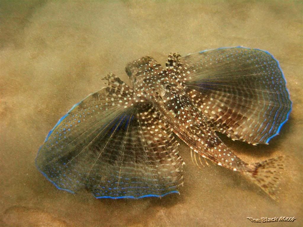 Sea Robin Flying Photo by tropical_optical | Photobucket