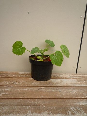 P1080236640x480.jpg