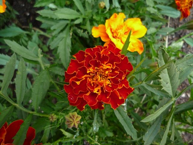 P1080462640x480.jpg