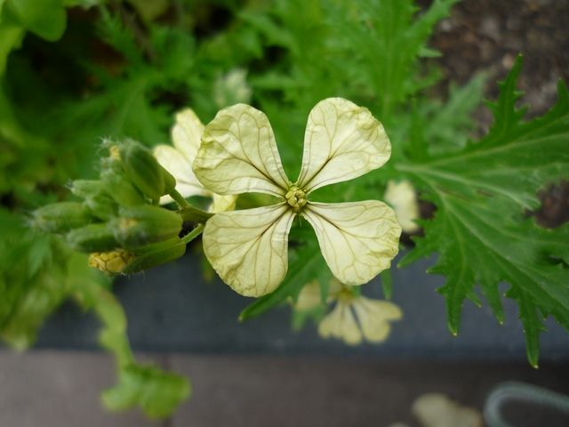 P1080480640x480.jpg