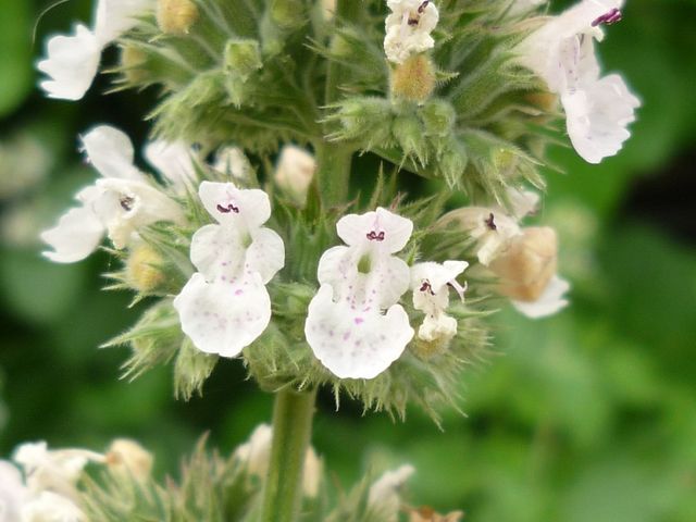 P1080588640x480.jpg
