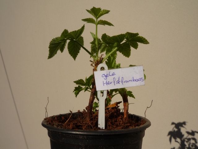 P1100092.jpg