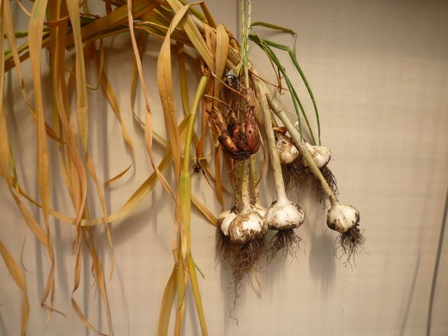 P1100243.jpg