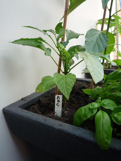 P1100612.jpg