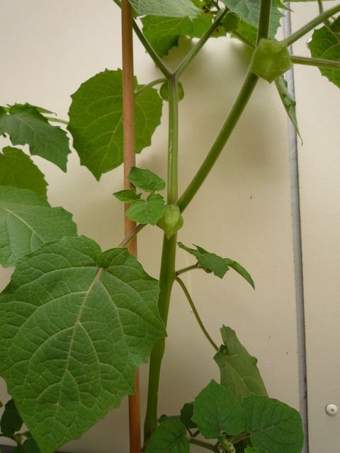 P1100653.jpg